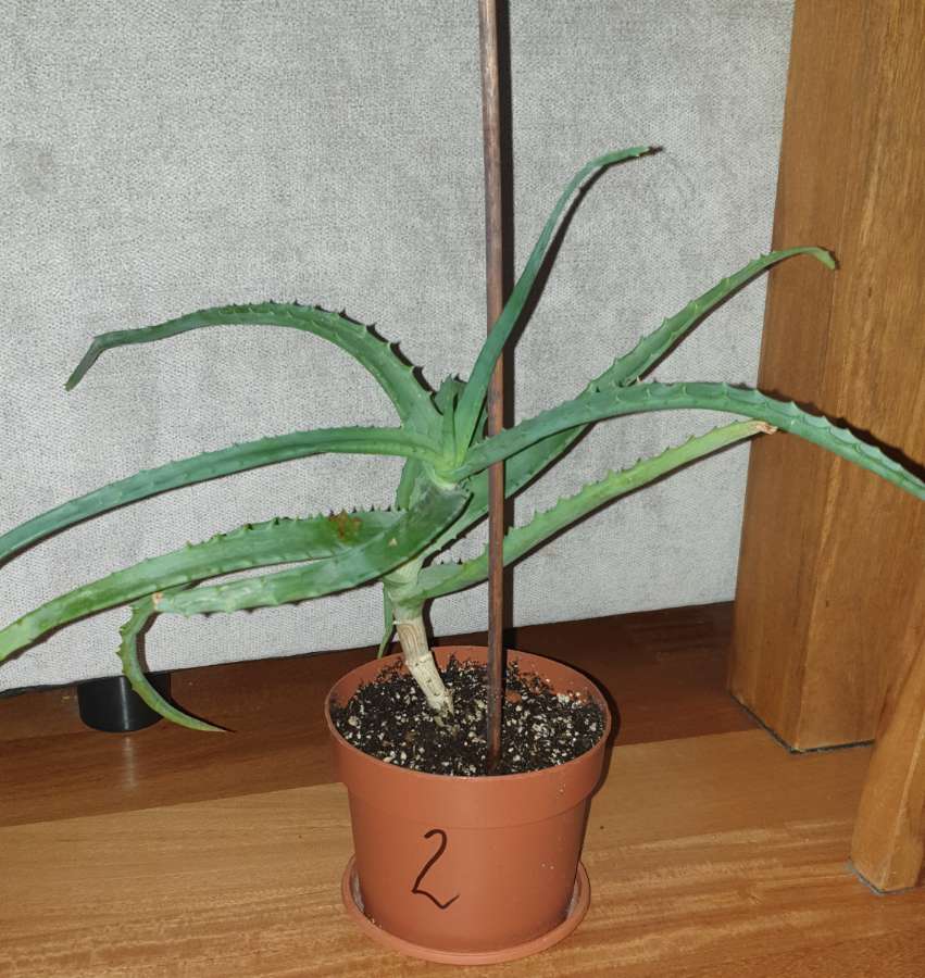 Aloes duży, sukulent, roślina rosnąca nr 2 2