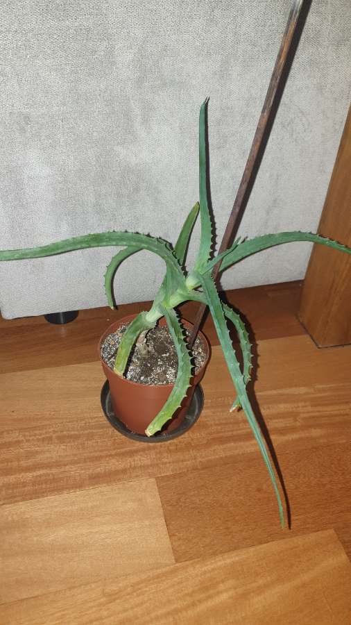 Aloes duży, sukulent, roślina rosnąca nr 2 4