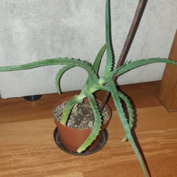 Aloes duży, sukulent, roślina rosnąca nr 2