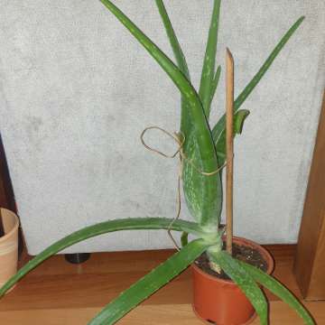 Aloes duży, sukulent