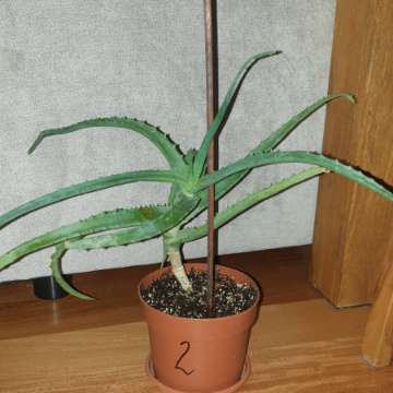 Aloes duży, sukulent, roślina rosnąca nr 2