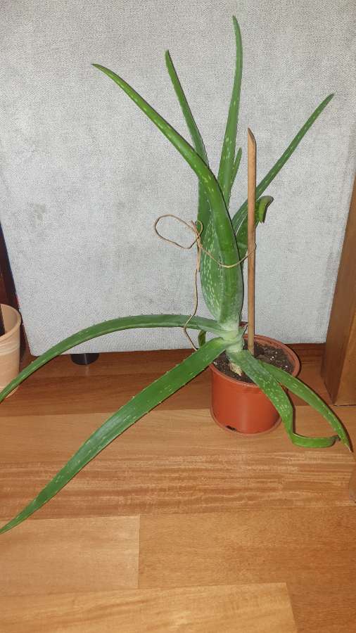 Aloes duży, sukulent 3
