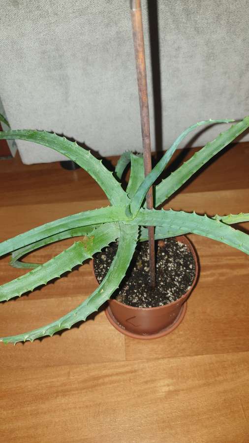 Aloes duży, sukulent, roślina rosnąca nr 2 4