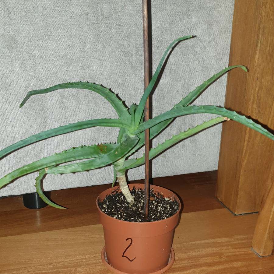 Aloes duży, sukulent, roślina rosnąca nr 2