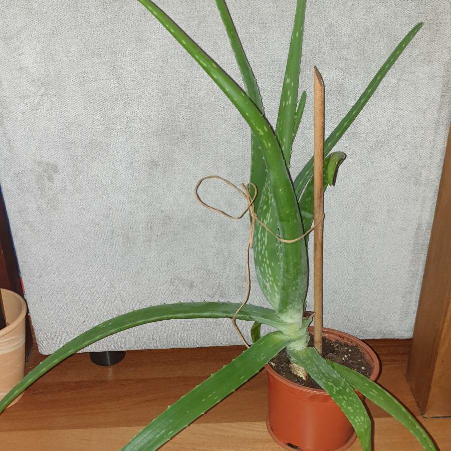 Aloes duży, sukulent