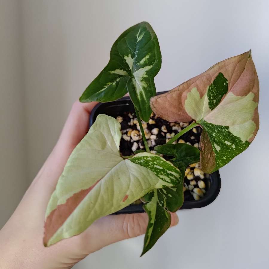 Syngonium Red spot tricolor