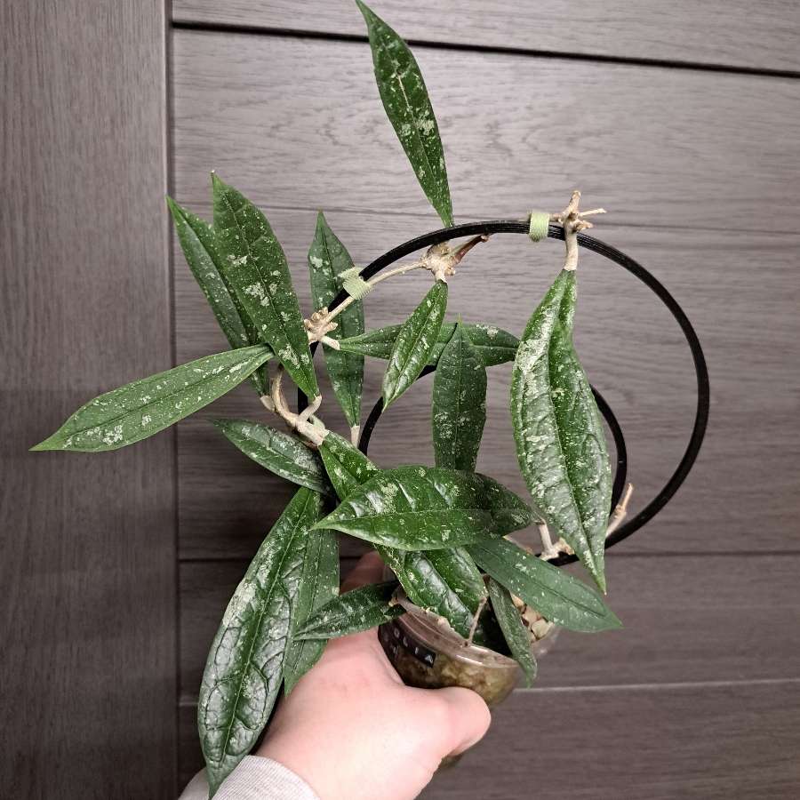 Hoya Rigidifolia splash