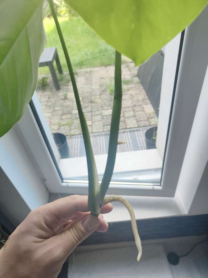 Monstera variegata szczepka aktywnie rośnie 3