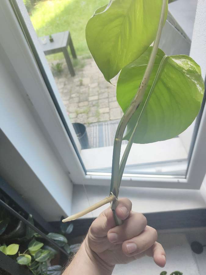 Monstera variegata szczepka aktywnie rośnie 2