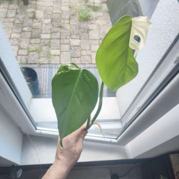 Monstera variegata szczepka aktywnie rośnie