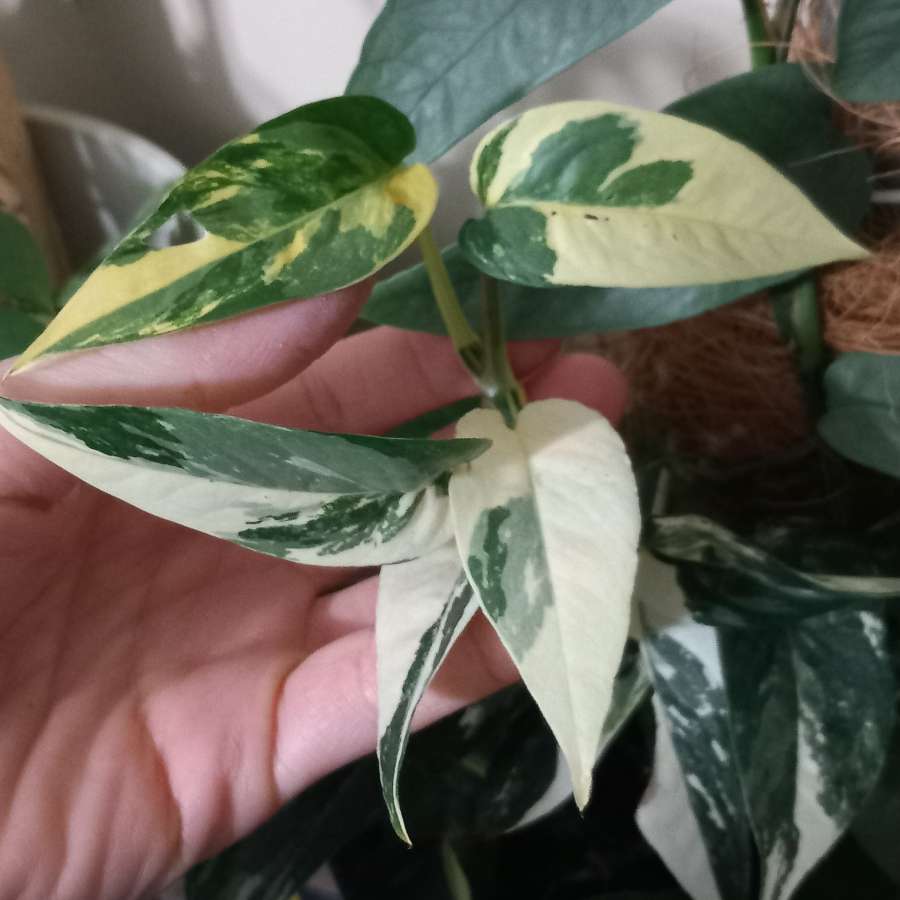 Epipremnum Pinniatum Variegata