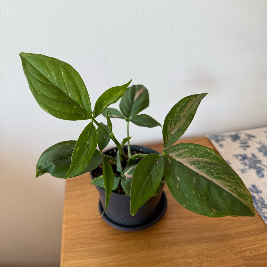Syngonium red spot pink splash