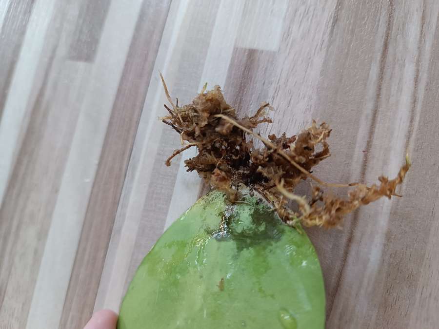 Hoya serduszko 2