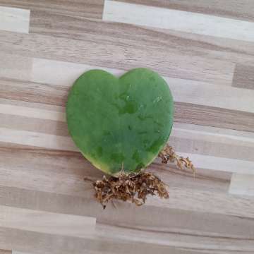 Hoya serduszko