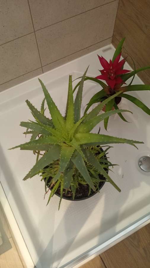 Aloe aloes 2