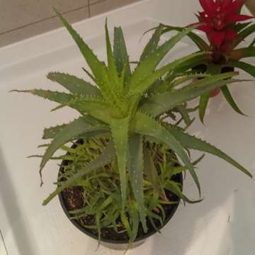 Aloe aloes