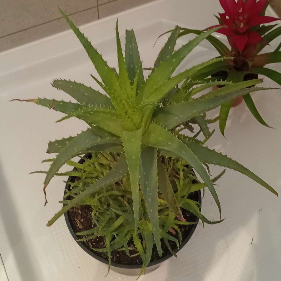 Aloe aloes