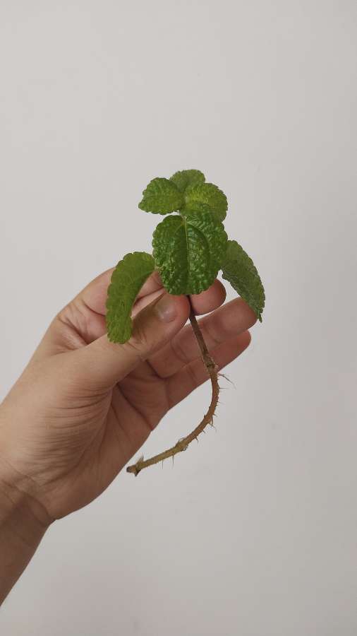 Pilea nummulariifolia - pędówka 2