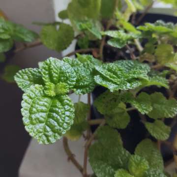Pilea nummulariifolia - pędówka