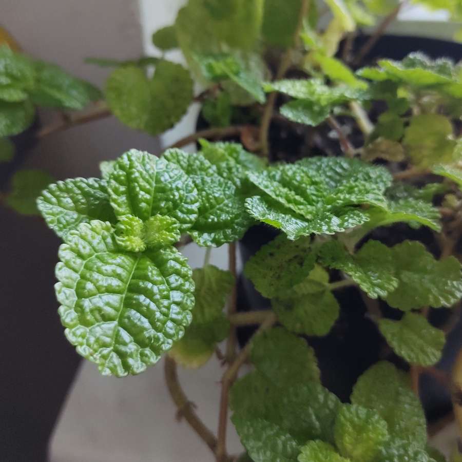 Pilea nummulariifolia - pędówka