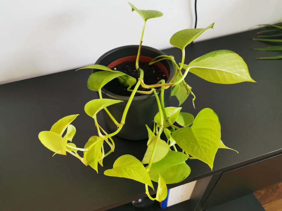 Epipremnum Neon 3