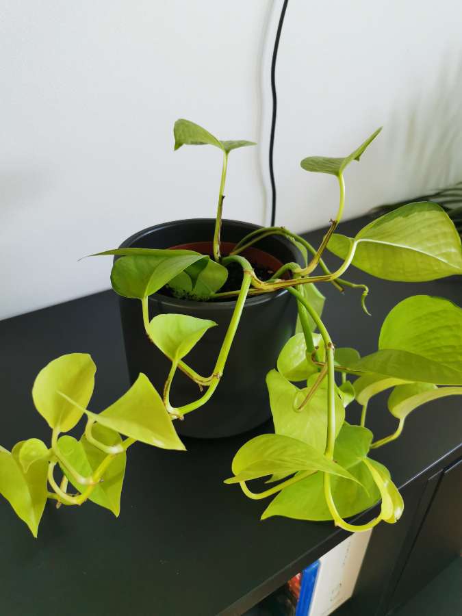 Epipremnum Neon 2