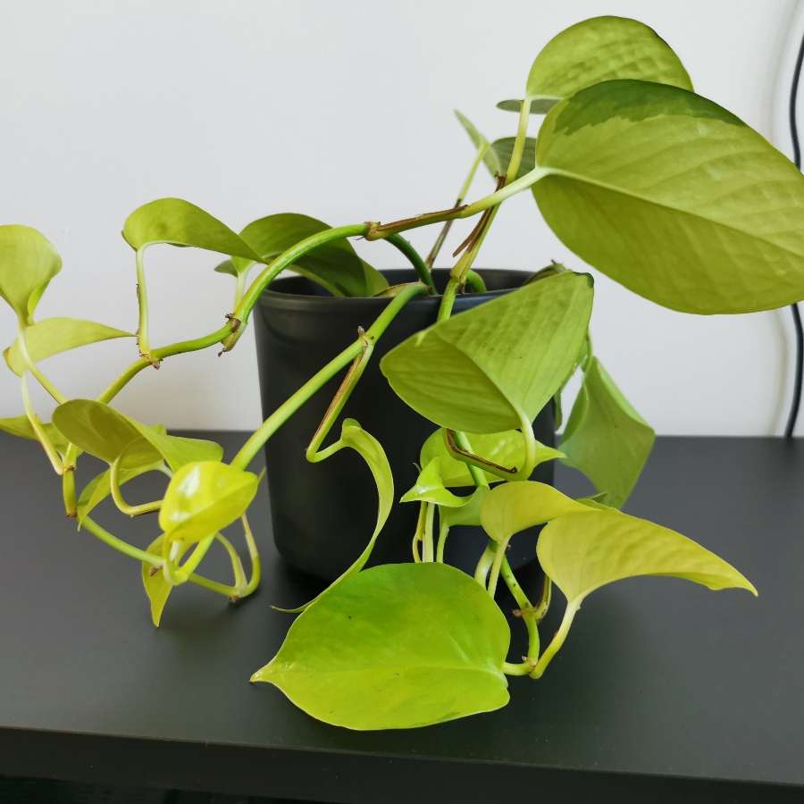 Epipremnum Neon