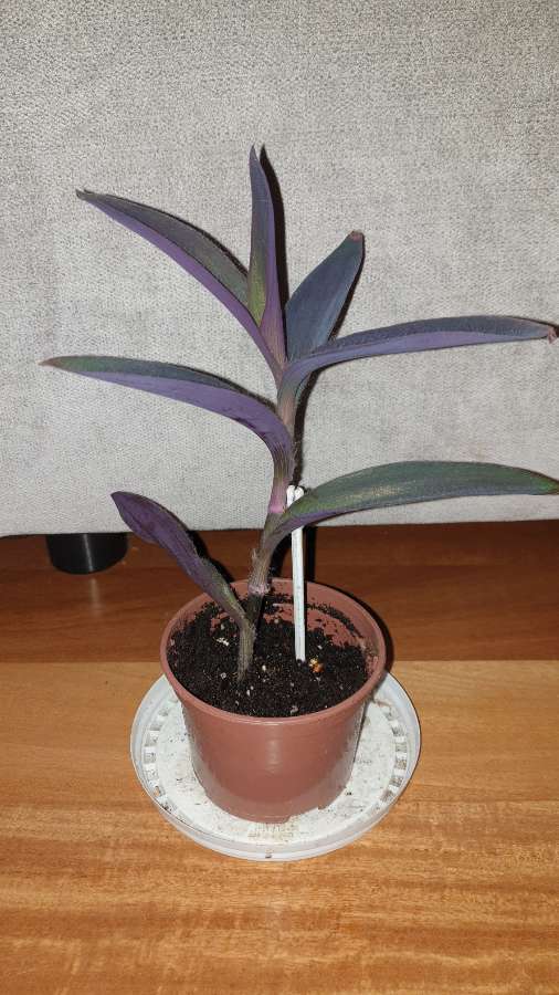 Trzykrotka, setkrezja purpurowa wysokość 26 2