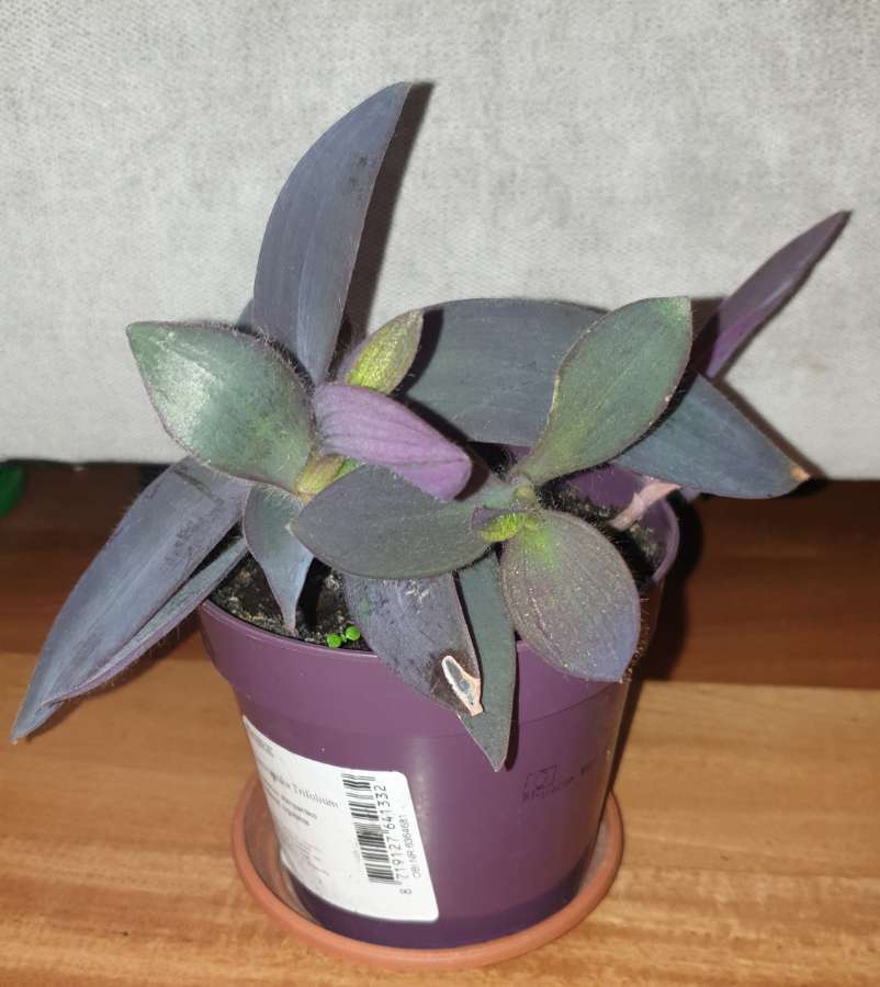 Trzykrotka, setkrezja purpurowa  2