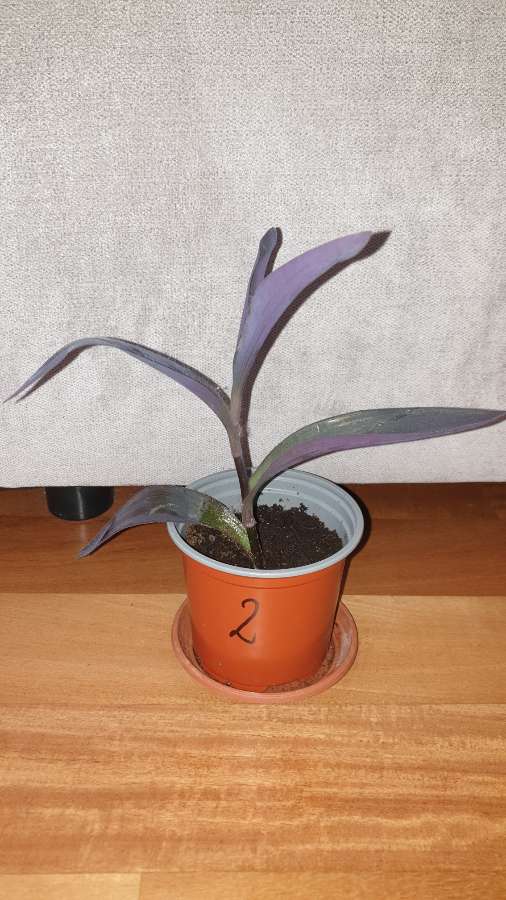 Trzykrotka, setkrezja purpurowa wysokość 26, nr 2 2