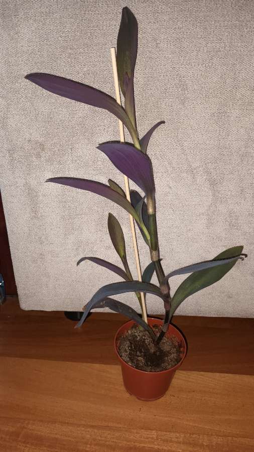 Trzykrotka, setkrezja purpurowa wysokość , nr 3, wysokość. 41cm 2