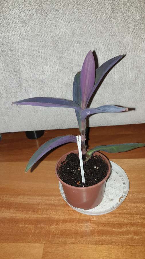 Trzykrotka, setkrezja purpurowa wysokość 26 3