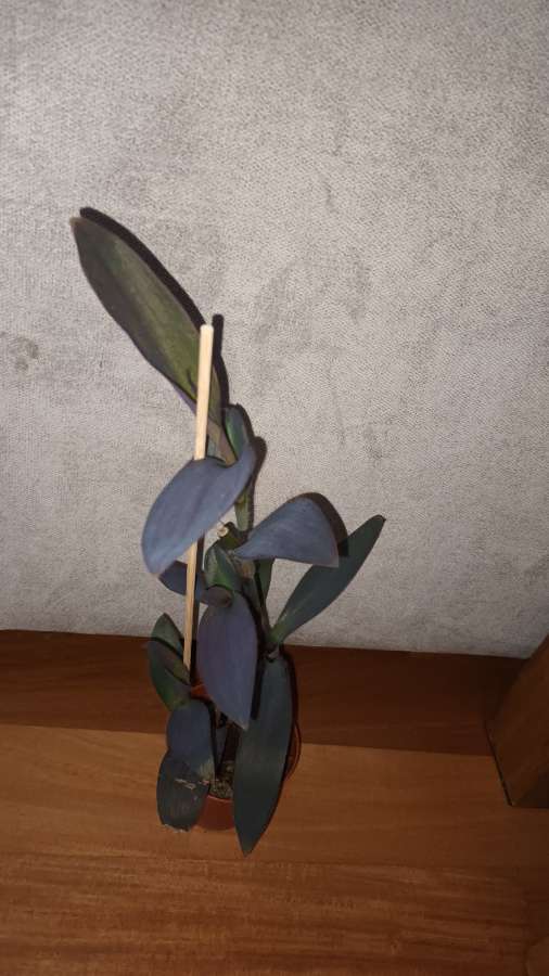 Trzykrotka, setkrezja purpurowa wysokość , nr 3, wysokość. 41cm 4
