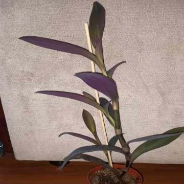 Trzykrotka, setkrezja purpurowa wysokość , nr 3, wysokość. 41cm