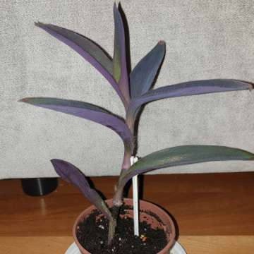 Trzykrotka, setkrezja purpurowa wysokość 26