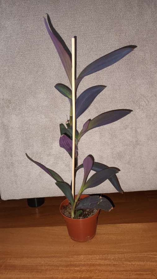 Trzykrotka, setkrezja purpurowa wysokość , nr 3, wysokość. 41cm 3