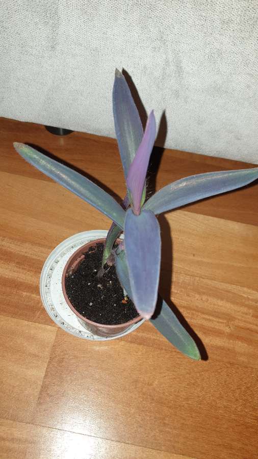 Trzykrotka, setkrezja purpurowa wysokość 26 4