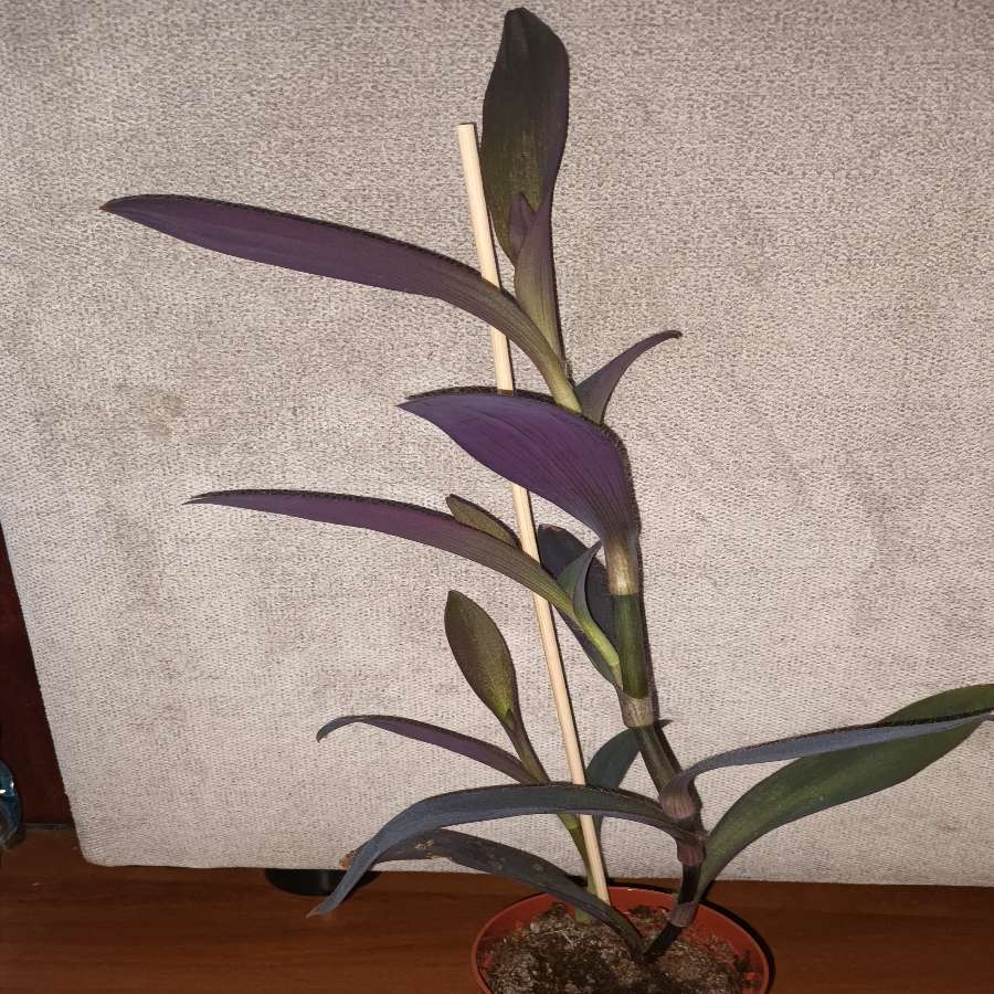 Trzykrotka, setkrezja purpurowa wysokość , nr 3, wysokość. 41cm