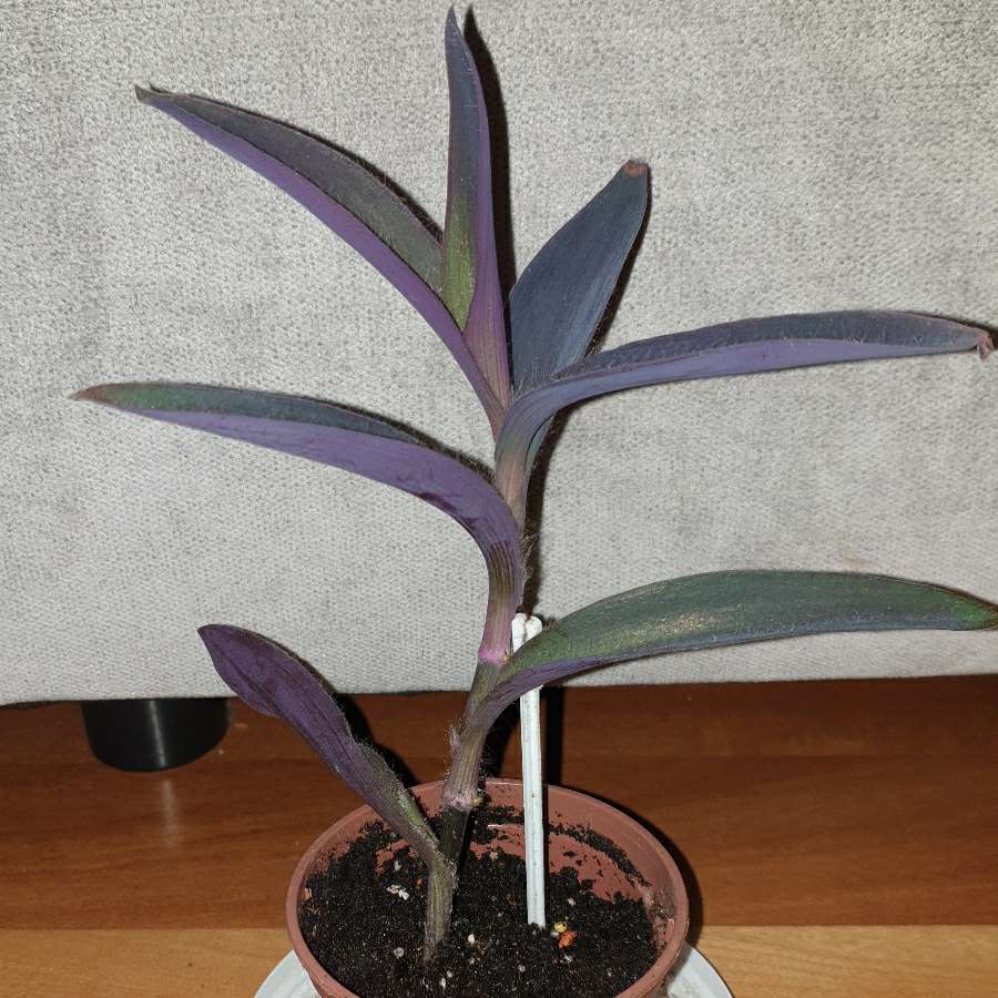 Trzykrotka, setkrezja purpurowa wysokość 26