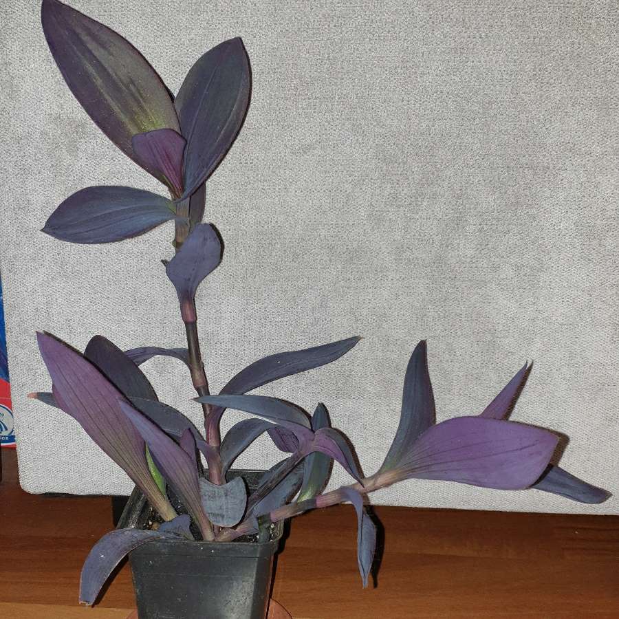 Trzykrotka, mocno fioletowa