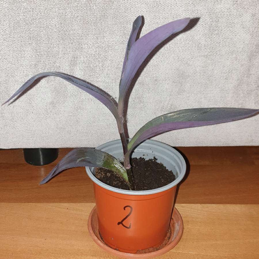 Trzykrotka, setkrezja purpurowa wysokość 26, nr 2