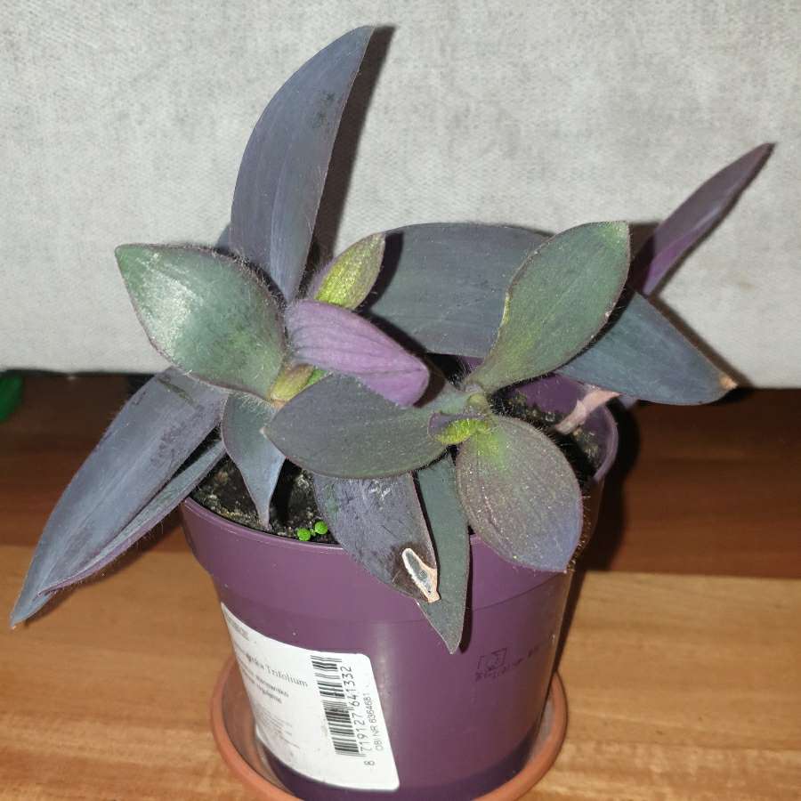 Trzykrotka, setkrezja purpurowa 