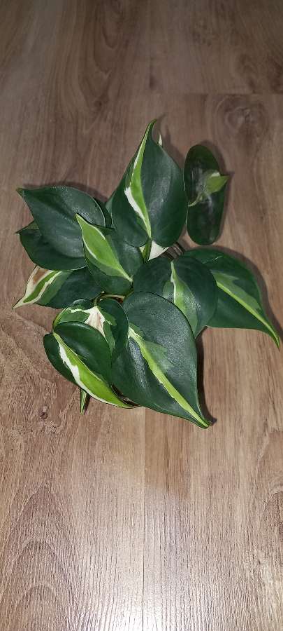 Philodendron Cream splash 2