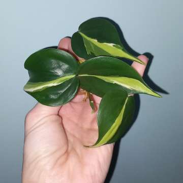 Philodendron Cream splash