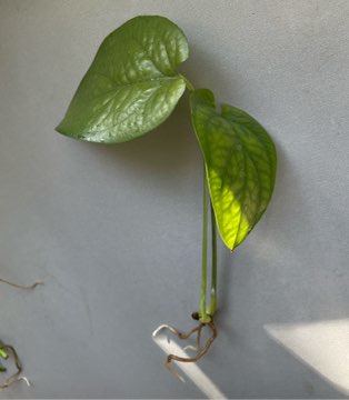 Amydrium medium green (Monstera Spiderman) SZCZYT