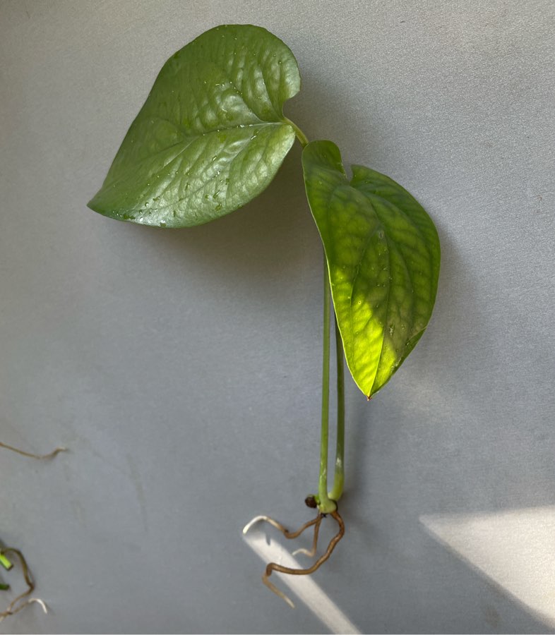 Amydrium medium green (Monstera Spiderman) SZCZYT
