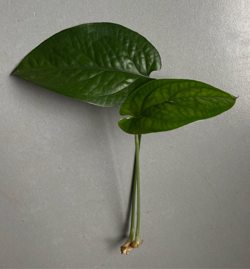 Amydrium medium green (Monstera Spiderman) SZCZYT