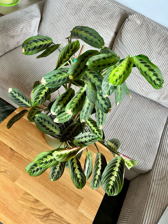 Maranta Fascinator Tricolor 2