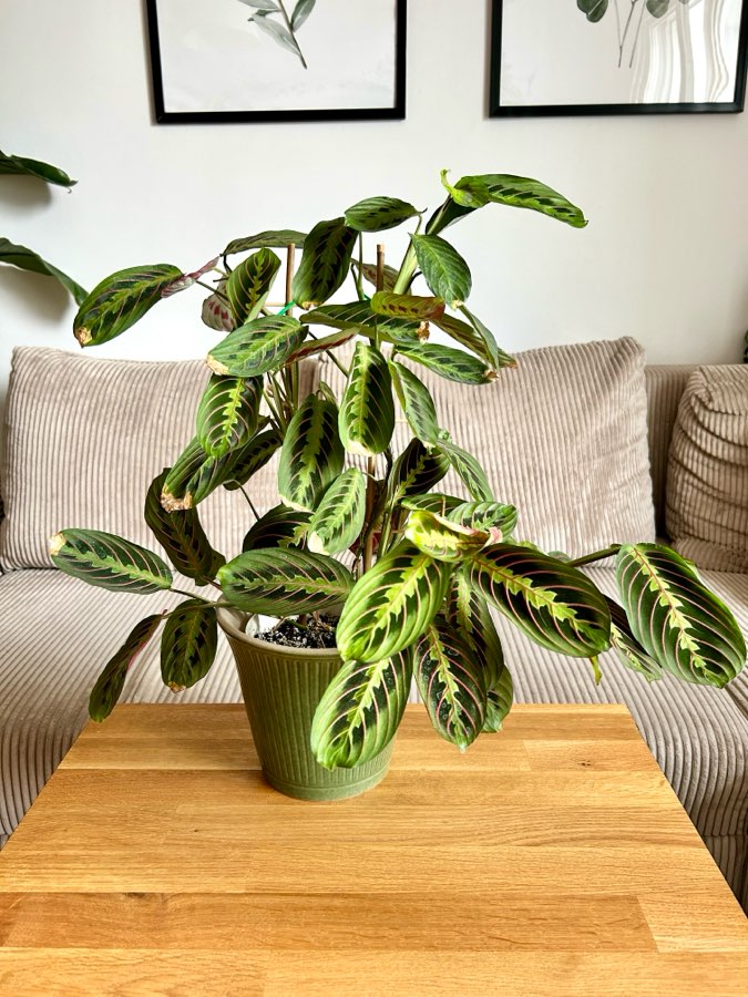 Maranta Fascinator Tricolor 3
