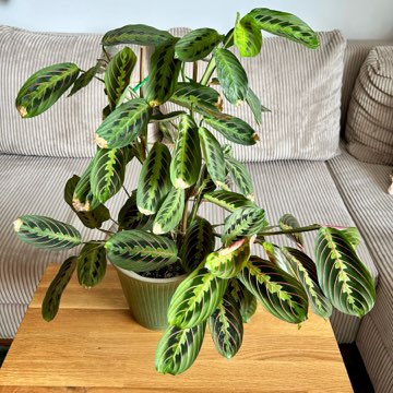 Maranta Fascinator Tricolor